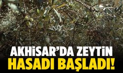 Akhisar’da zeytin sezonu açıldı!
