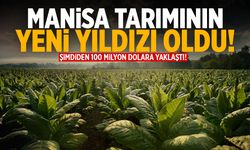 Manisa tarımının yeni yıldızı! 100 milyon dolara yaklaştı...