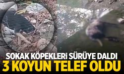 Manisa'da başıboş köpekler sürüye daldı! Üretici isyan etti