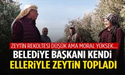 Manisa’da belediye başkanı üreticilerle zeytin topladı!