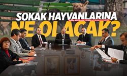 Manisa'da sahipsiz sokak hayvanlarıyla ilgili toplantı yapıldı