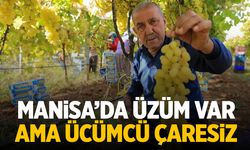 Manisa'da üzüm var ama üzümcü çaresiz! Düşmeye başladı...