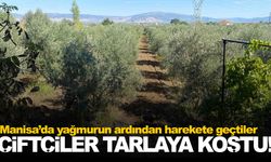 Manisa’da yağmurun ardından çiftçiler tarlalara akın etti!