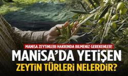 Manisa’da yetişen zeytin çeşitleri nelerdir? Kaç çeşit zeytin türü vardır?