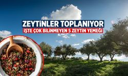 Manisa’da Zeytin Hasadı Başladı! İşte Kimsenin Bilmediği 5 Lezzetli Zeytin Yemeği