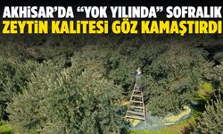 Akhisar’da yok yılına rağmen sofralık zeytin kalitesi zirvede