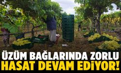Üzüm bağlarında zorlu hasat devam ediyor