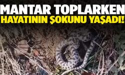 Mantar ararken hayatının şokunu yaşadı! Dünyanın en zehirli yılanıyla karşılaştı…