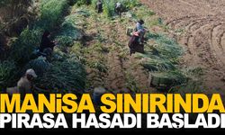 Menemen Ovası’nda pırasa hasadı başladı