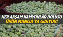 Muğla’dan her akşam kamyon kamyon zeytin Manisa’ya gidiyor!