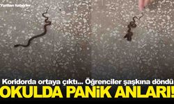 Okul koridorunda yılan paniği… Öğrenciler korku dolu anlar yaşadı