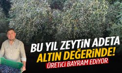 Rekolte düşse de üretici mutlu! Manisa zeytin fiyatlarıyla gündemde…