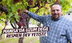 Rekor ağırlıkta üzüm salkımı! Manisalı üretici ‘Böylesini ilk kez görüyorum’ dedi