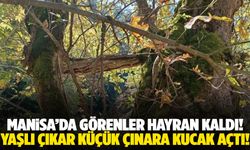 Manisa’da hayran bırakan görüntü! Çınarlar birbirine sarıldı…