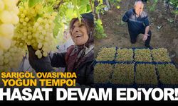 Manisa’da Sultani çekirdeksiz üzüm kışa meydan okuyor