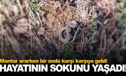 Mantar toplayan vatandaş bir anda karşı karşıya geldi!