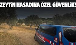 Aliağa’da zeytin hasadına özel güvenlik