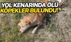 Yol kenarında ölü köpekler bulundu