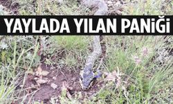 Ege’deki yaylada yılan paniği!