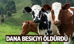 İzmir'de dana besiciyi öldürdü