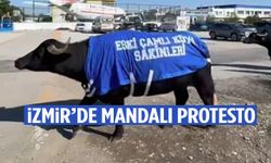 İzmir’de ilginç protesto! Mandalara özel kıyafet giydirdi