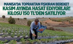 Kasım ayında hasat ediyorlar... Kilosu 150 TL'den satılıyor