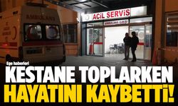 Kestane toplarken hayatını kaybetti!