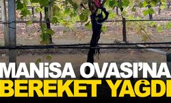 Manisa Ovası’na bereket yağdı... Üzüm bağları nefes aldı