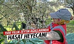 Manisa’da 1500 yıllık zeytin ağaçlarında hasat heyecanı