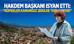 Manisa’da köpekler kanunsuz şekilde mi toplanıyor?