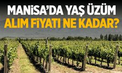 Manisa'da yaş üzüm alım fiyatı ne kadar?