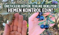 Manisa’da zeytin bahçeniz risk altında olabilir! Hemen kontrol edin…