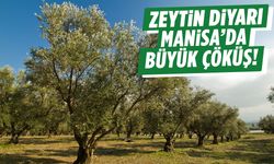 Zeytinin başkenti Manisa’da büyük çöküş… 150 TL’den 95 TL’ye düştü!