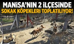 Manisa’nın 2 ilçesinde sahipsiz köpekler toplanıyor