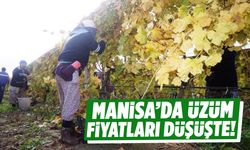 Manisa’da üzüm fiyatları düşüşte!