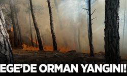 Muğla’da orman yangını! Müdahale sürüyor…