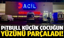 Pitbull dehşet saçtı! Küçük çocuğun yüzü parçalandı