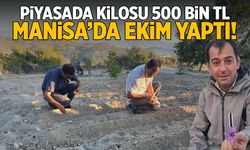 Piyasada kilosu 500 bin TL! Manisa'da hasat yapıldı...