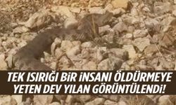 Tek ısırığı bir insanı öldürmeye yetiyor! Dev yılan görüntülendi…