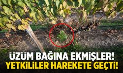 Üzüm bağına ekmişler! Yetkililer alarma geçti…