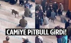 Camiye pitbull girdi!