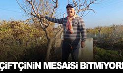 Manisa’da hasat bitti sıra budamada... Soğuk hava da engel olamıyor!