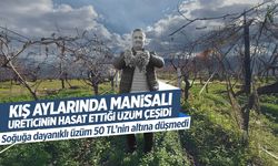 Manisa'da kış aylarında bile hasat edilen üzüm çeşidi