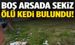 Katliam gibi manzara: 8 kedi ölü bulundu