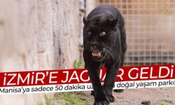 İzmir Doğal Yaşam Parkı’na siyah jaguar ve bozayı geldi