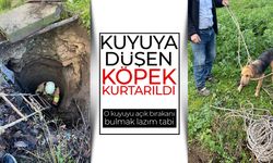Kırkağaç'ta kuyuya düşen köpek itfaiye ekiplerince kurtarıldı