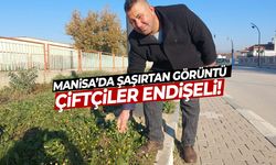 Manisa’da şaşırtan görüntü! Çiftçiler endişeli…