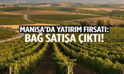 Manisa’da 12,7 milyon liralık bağ satılıyor!