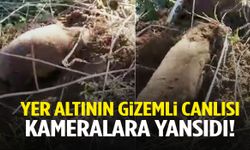 Yer altının gizemli canlısı Manisa'da görüntülendi!