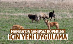 Manisa’da sahipsiz köpekler için yeni uygulama